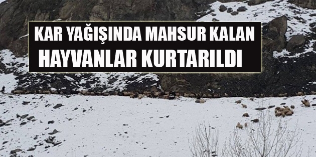 Kar Yağışı Nedeniyle Mahsur Kalan Küçükbaş Hayvanlar Kurtarıldı