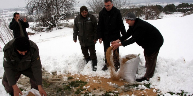 Karda aç kalan hayvanlara 2 ton yem bırakıldı