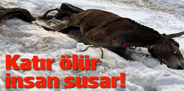 Katır ölür, insan susar!