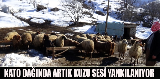  Kato Dağında Artık Kuzu Sesi Yankılanıyor