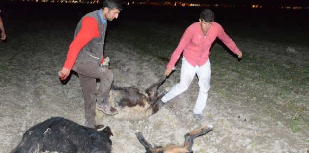 Konya'da katliam: 300 koyun zehirlendi