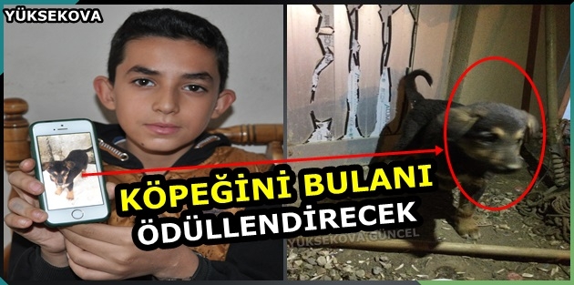 Köpeğini Bulana Ödül Verecek