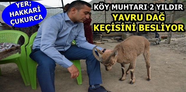 Köy muhtarı 2 yıldır yavru dağ keçisini besliyor