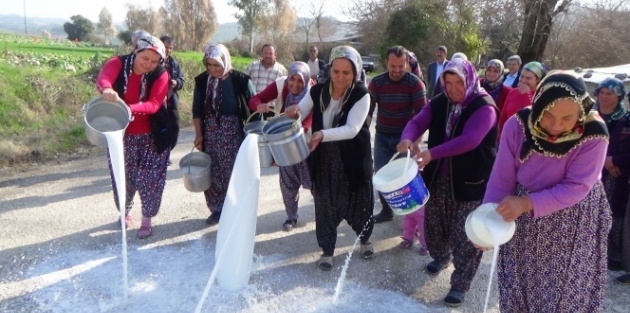 Köylü kadınlar sütleri sokağa döktü