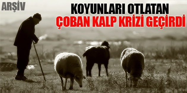  Koyunları otlatan Çoban kalp krizi geçirdi