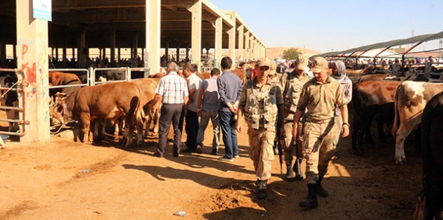 Kurbanlık pazarında yer kavgası: 14 yaralı