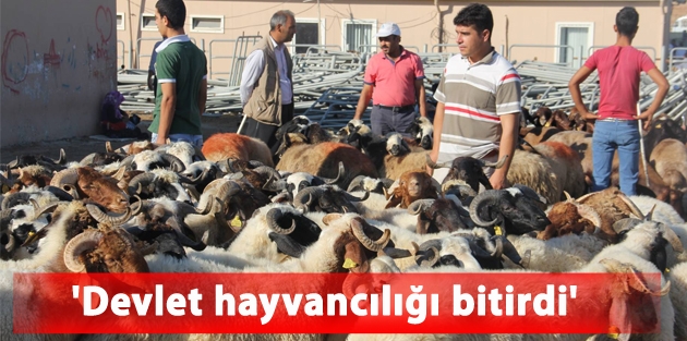 Kürt besiciler hayvanları satacak pazar bulamıyor