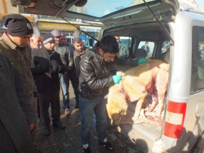 Kurtlar Köy Girişinde Kangal Köpeklerine Saldırdı