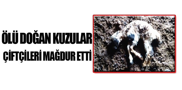 Ölü Doğan Kuzular Çiftçileri Mağdur Etti