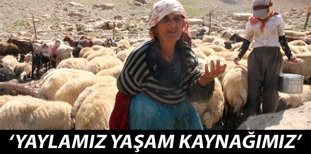 Orşe'deki bêrivanlar: Yaylamız yaşam kaynağımız