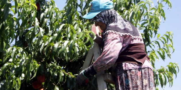 Şeftaliyi toplamaya sahurda başlıyorlar