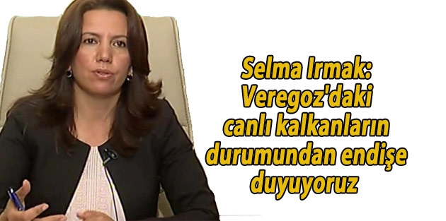 Selma Irmak: Veregoz'daki canlı kalkanların durumundan endişe duyuyoruz  