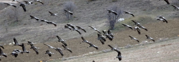 Telli, turnalar, 5 yıl, sonra ,ilk, kez, görüldü,