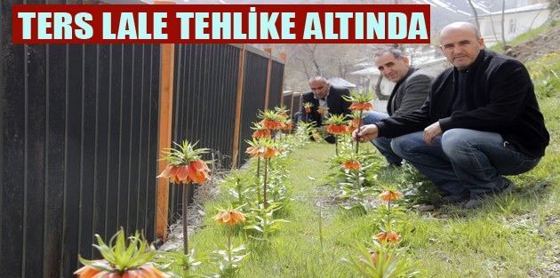 Ters Lale tehlike altında