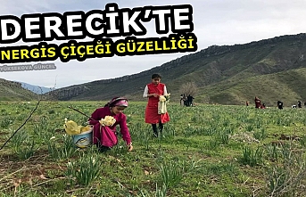 Derecik’te nergis çiçeği güzelliği