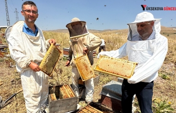 Yüksekova Cilo Dağı'nın Eteklerinde Bal Bereketi: Kovan Kovan Bal Sağımı Başladı