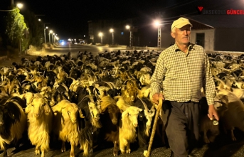 Yüksekova'da koyun sürüsünün geçişi renkli...