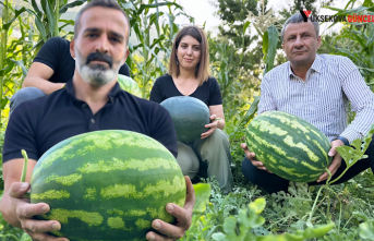 Yüksekova: Hem öğretmen hem de çiftçi, Yetiştirdiği karpuzlar 20 kiloya ulaştı