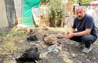 Yüksekova’da başıboş köpekler kümese girerek...