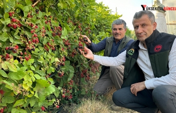 Yüksekova’da Böğürtlen Zamanı: Satışına...