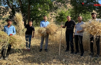 Yüksekova’da buğday verimi arttı