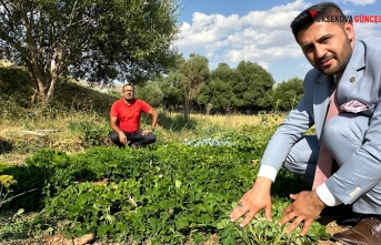 Yüksekova’da yer fıstığı yeryüzüne çıktı