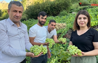 Yüksekova’nın Yerli Üzümün Merkezi: Yeşiltaş Köyü