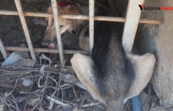 Demir Korkulukların içine Sıkışan Köpek Kurtarıldı