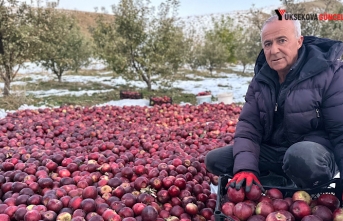 Yüksekova: Karlı dağlarda zorlu elma hasadı