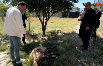 Yüksekova’da başıboş köpekler dehşet saçtı:...