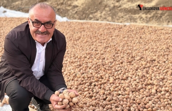 Yüksekova’da Ceviz Hasadı Üreticilerin Yüzünü Güldürdü