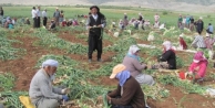 Araban Ovasında, Sarımsak Hasadına Başlandı