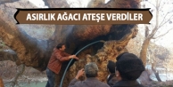 Asırlık Ağacı Ateşe Verdiler