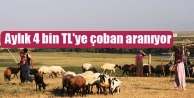 Aylık 4 bin TL'ye çoban aranıyor