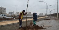 Diyarbakır'da Çiçek Ekimi Yapıldı