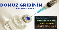 Domuz gribinin belirtileri nelerdir? Gripten nasıl...