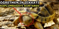 Gözüne diken batan kaplumbağayı 'gezgin öğretmen'...