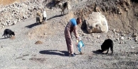 Hakkari’de sokak hayvanlarına yiyecek bırakıldı...