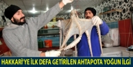 Hakkari'ye İlk Defa Getirilen Ahtapota Yoğun İlgi