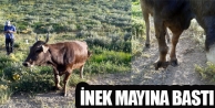 İnek Mayına Bastı