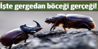 İşte gergedan böceği gerçeği!