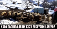  Kato Dağında Artık Kuzu Sesi Yankılanıyor