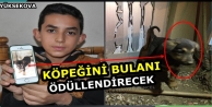 Köpeğini Bulana Ödül Verecek