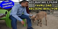 Köy muhtarı 2 yıldır yavru dağ keçisini besliyor