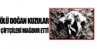 Ölü Doğan Kuzular Çiftçileri Mağdur Etti