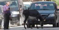 Sahipsiz eşek trafiği karıştırdı