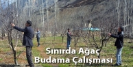 Sınırda Ağaç Budama Çalışması