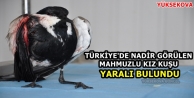 Türkiye'de Nadir Görülen Mahmuzlu Kız Kuşu Yaralı...