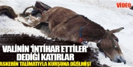 Valinin 'İntihar ettiler' dediği katırlar askerin...