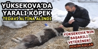 Yaralı köpek tedavi altına alındı